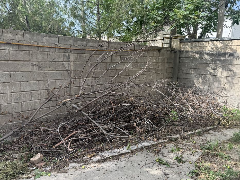 Дерево отдам бесплатно