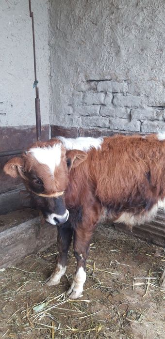 Qishloq xoʻjaligi mollari