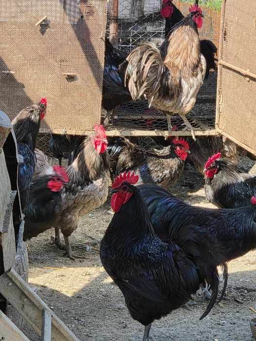 Cocoși rasa Australorp negru si albastru