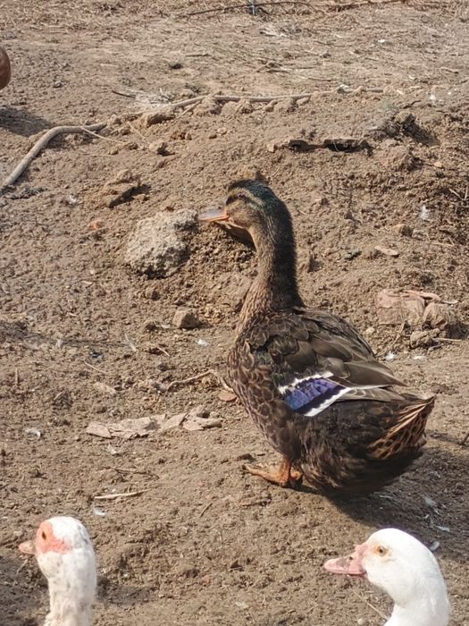 Vând trei rațe doua Rouen și una moțată