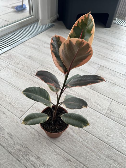 Продам фикус 1.5 года