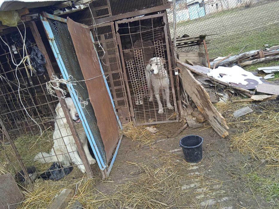 Alabay 2 yowta birmarta tuqan 170$