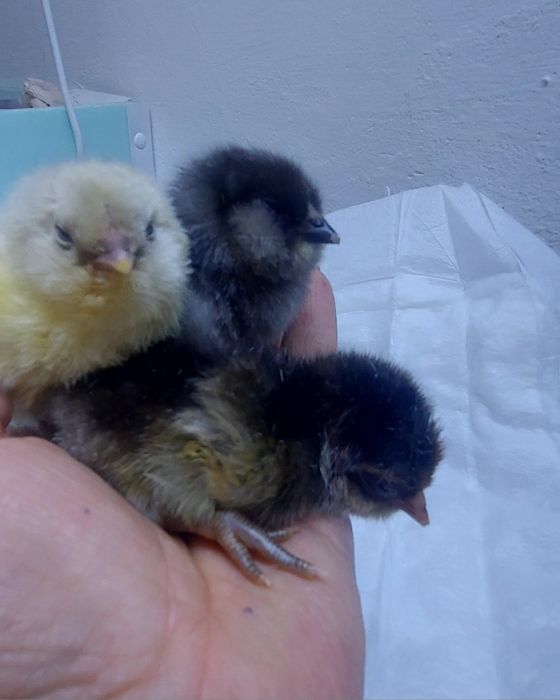 Цыплята помесные