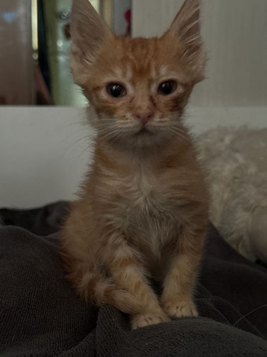 Котята в добрые руки.