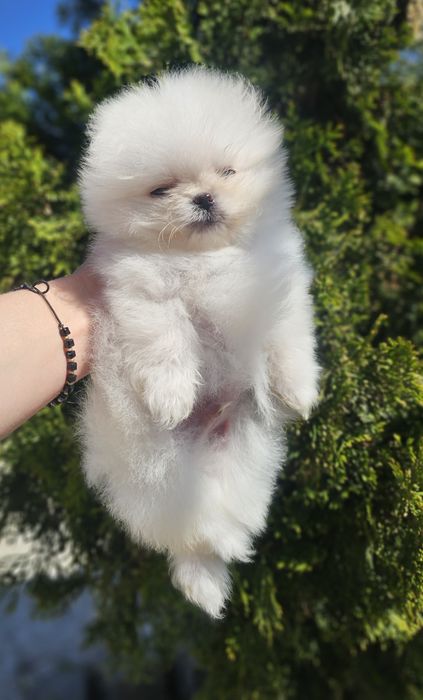 Померан  Померан