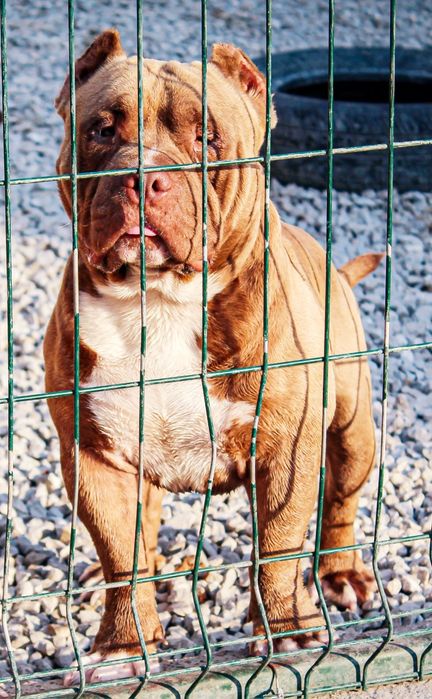 Американско були покет