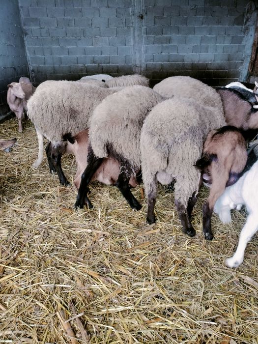Vând berbecuti pentru protap, metis Suffolk