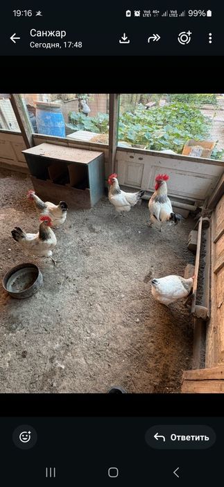 Куры пароды адлер