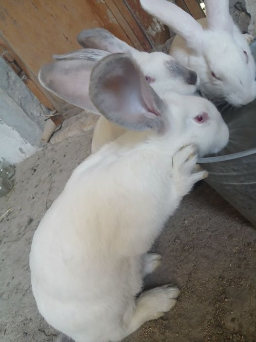 Filendir quyon200ming