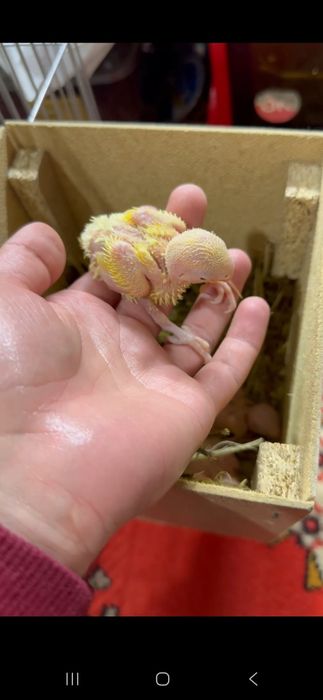 Nerazlushka polaponlari