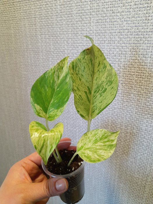 Продам Эпипремнум Марбл квин