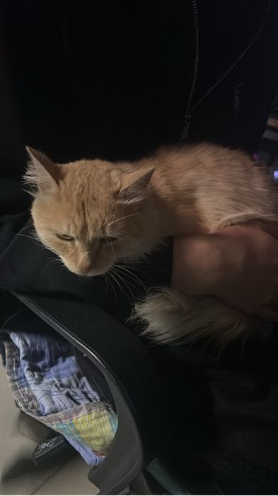 Отдам кота мальчика ! Бесплатно