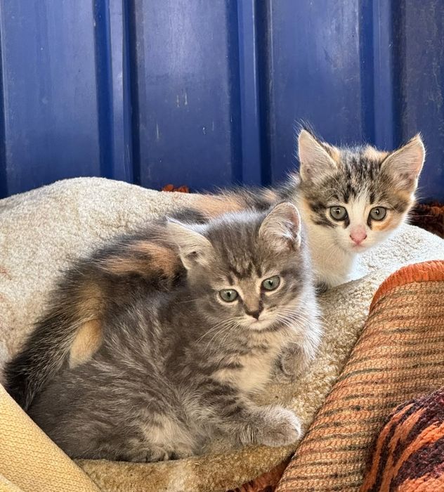 Отдам хорошеньких котят