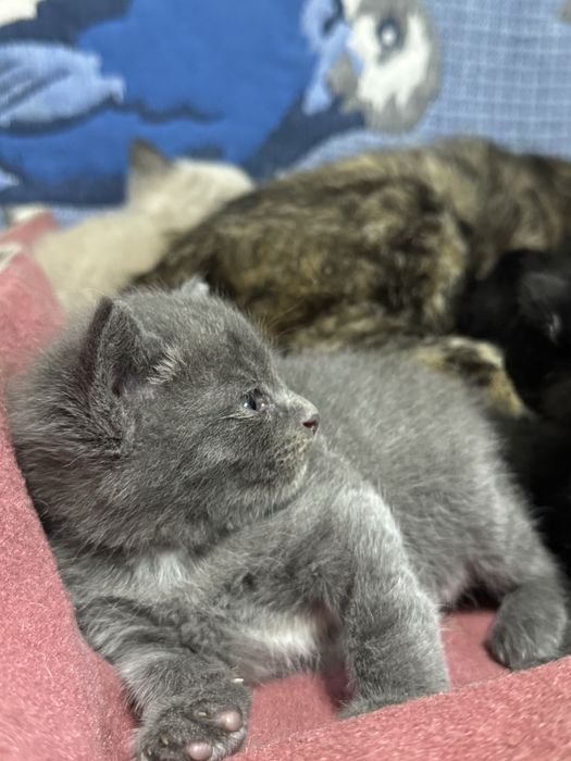 Отдам котят  в добрые руки!