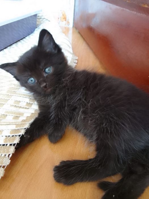 Отдадим котят в добрые руки