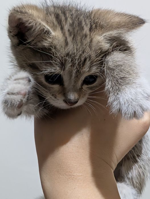 Отдам котят в добрые руки