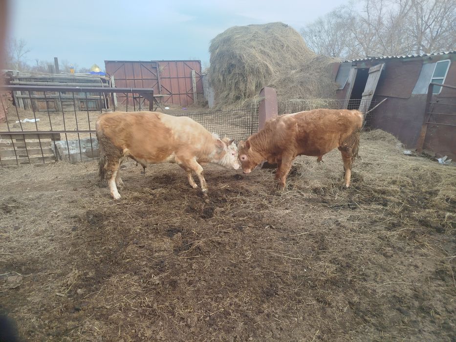 Продам бычков 6 голов