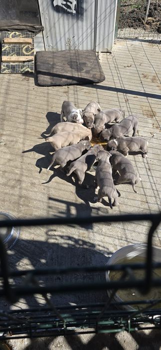 Puiuți de pitbul caută stăpâni