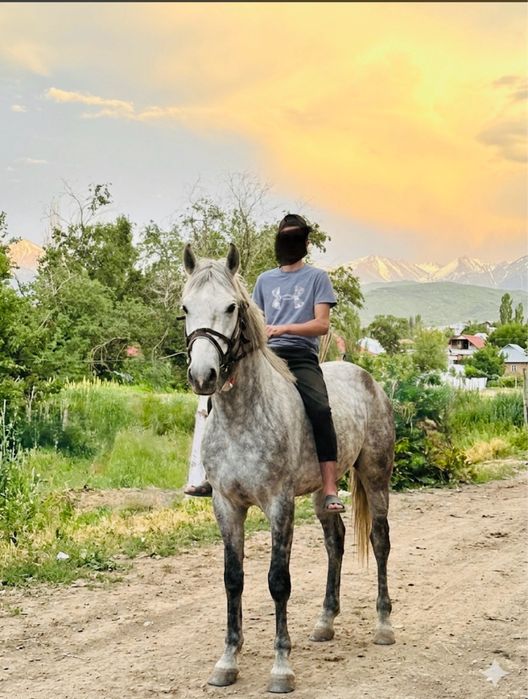 Продам айгыр обученый