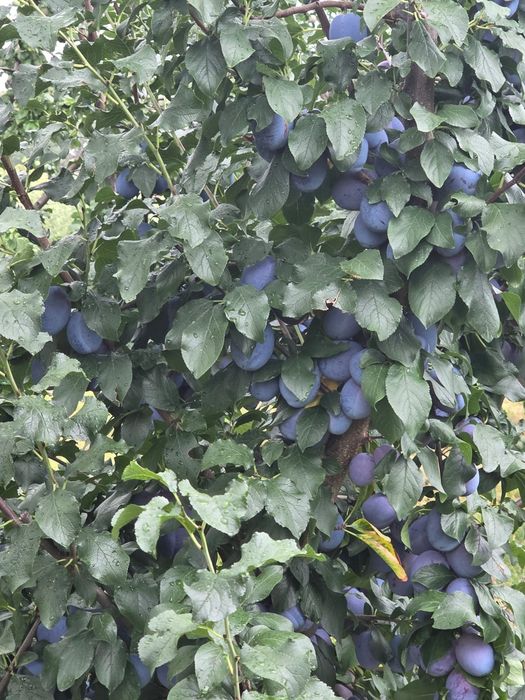 Prune de masă de vânzare EN-GROS