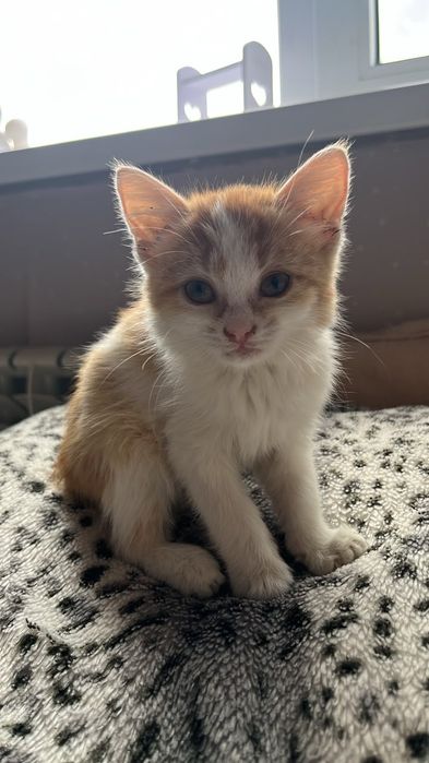 Котенок в добрые руки. Бесплатно.
