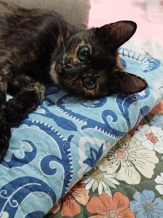 Кошки в добрые руки