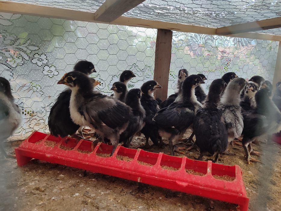 Găini Australorp