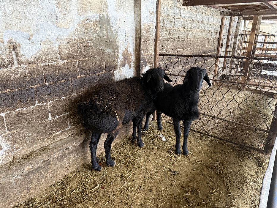 Кучкорлар сотилади сони 2 та