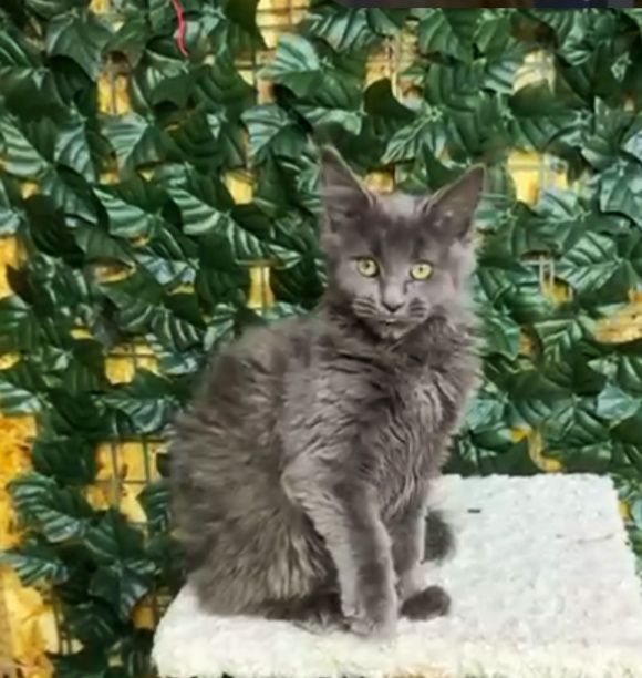 В продаже Мейн Кун