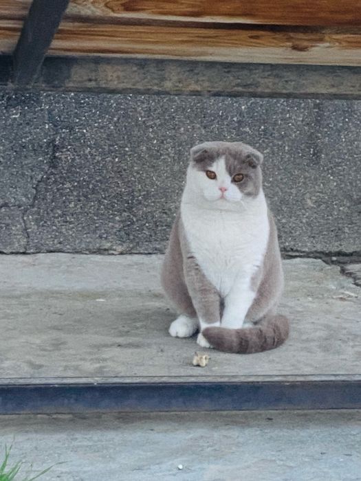 Vyazka, scottish fold