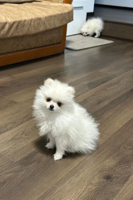 Pet sitter valenii de munte