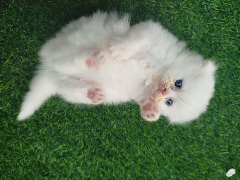 Mushuk bolalari sotiladi