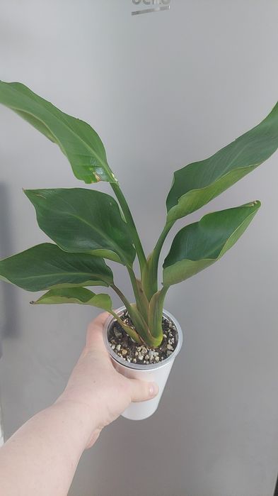 Продам цветы домашние Актобе