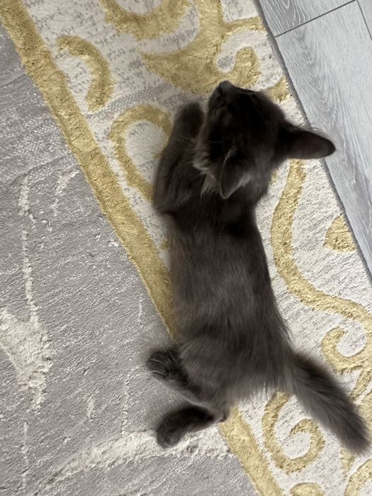 котенок в добрые руки