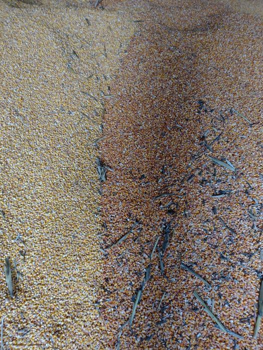 Vând porumb și grâu