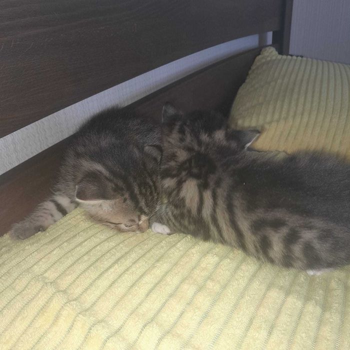 Отдам котят в добрые руки