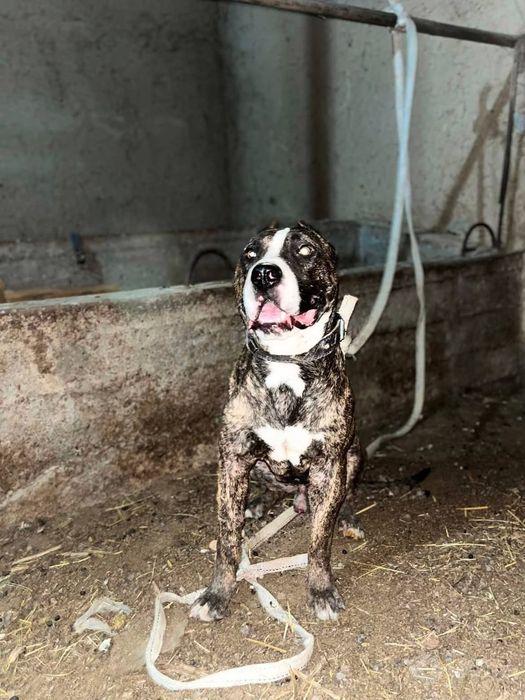 Pitbul sotiladi 30 kg