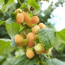 Golden Queen Zmeura Galbena