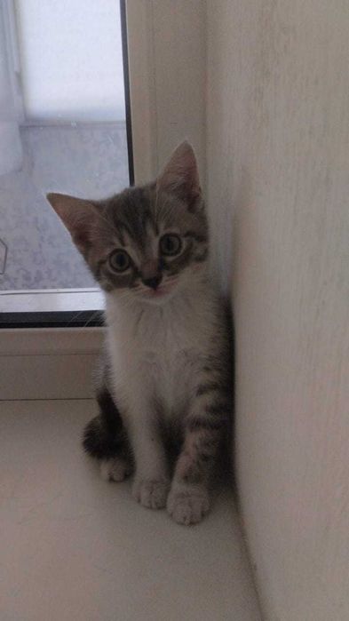 домашние кошки и котята!