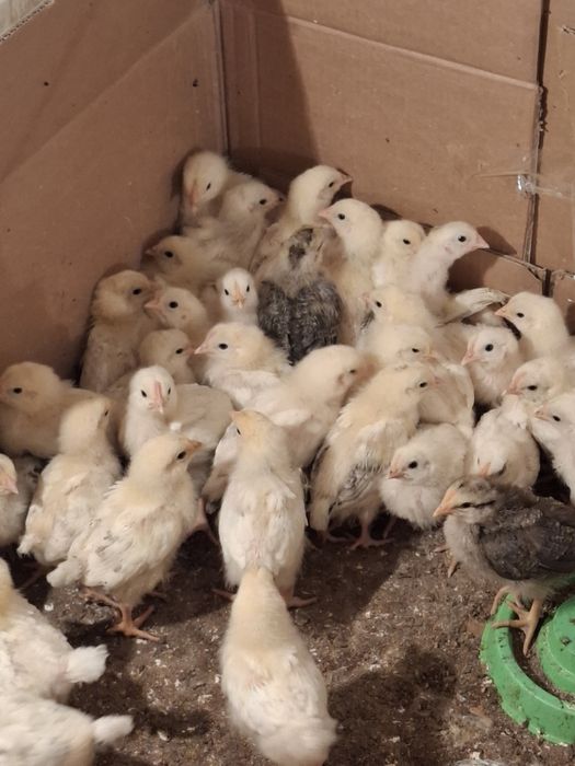 Цыплята 20кундык