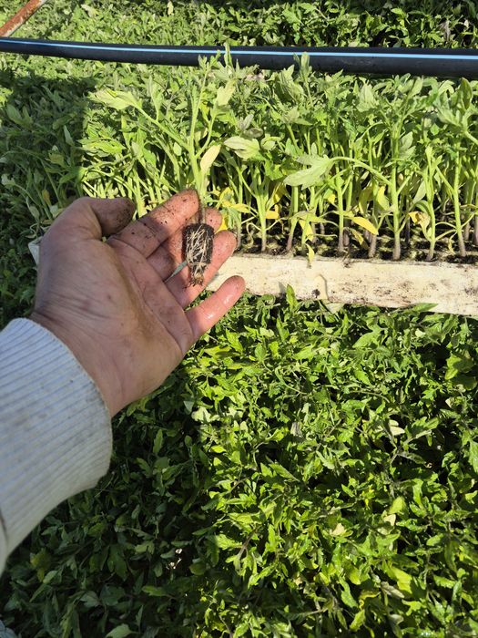 Разсад Домати 9️⃣ цента