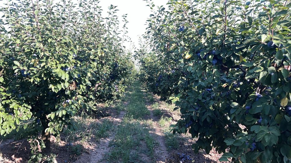 Prune foarte coapte și gustoase ideale pt pălincă, gem, compot …. !!!