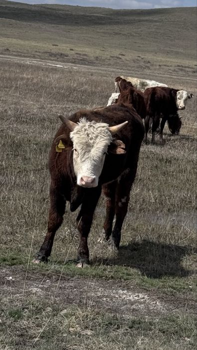 Ірі ірі бұқалар сатылады