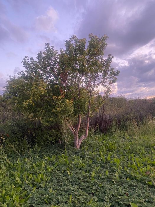 Продается дача на черемушках