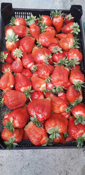 ВЪЛШЕБЕН Целогодишен Разсад Корени - Ягоди и Малини