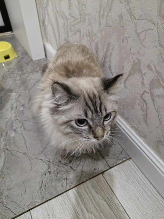 Отдам кошку (Американский Кёрл)