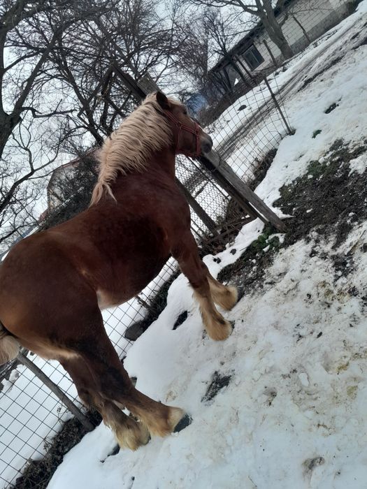 Vând mânz de 2 ani