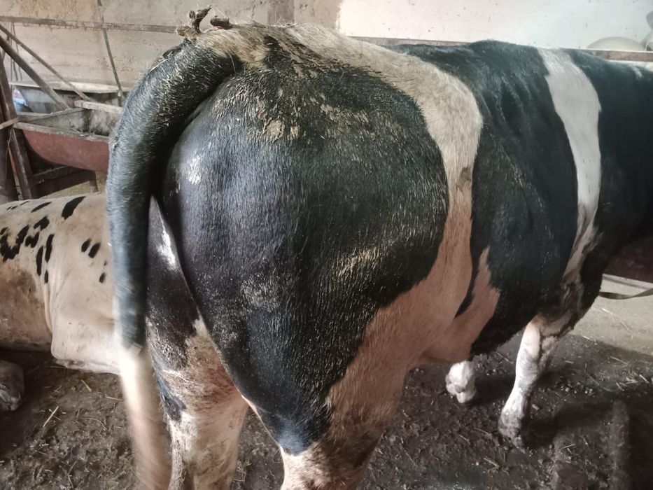 Курбандыкка 2 жасар букалар