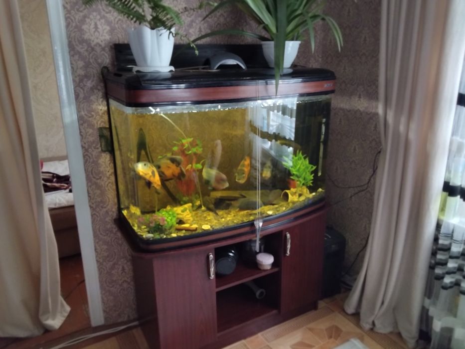 Аквариумистика ,аквариум