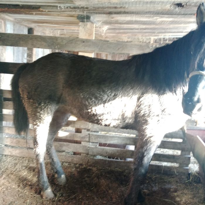 Продам готовый соғым